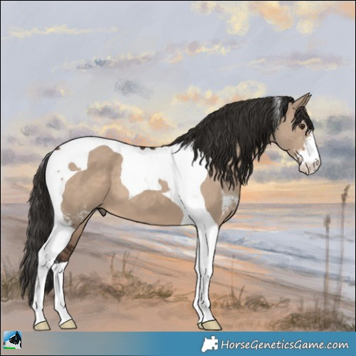 Horse Color:Liver Red Dun Sabino Tobiano 