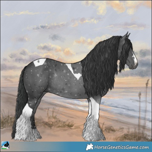 Horse Color:Black Tobiano Rabicano 