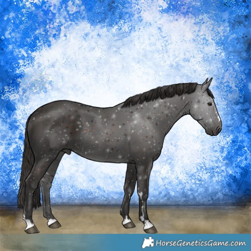 Horse Color:Liver Chestnut Rabicano 