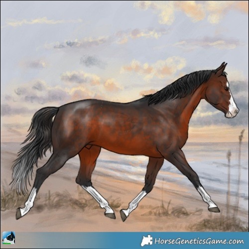 Horse Color:Brown Mushroom Splash 