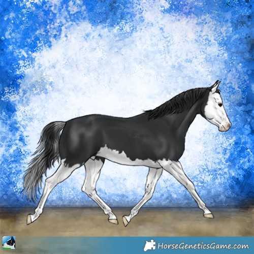 Horse Color:Black Splash 