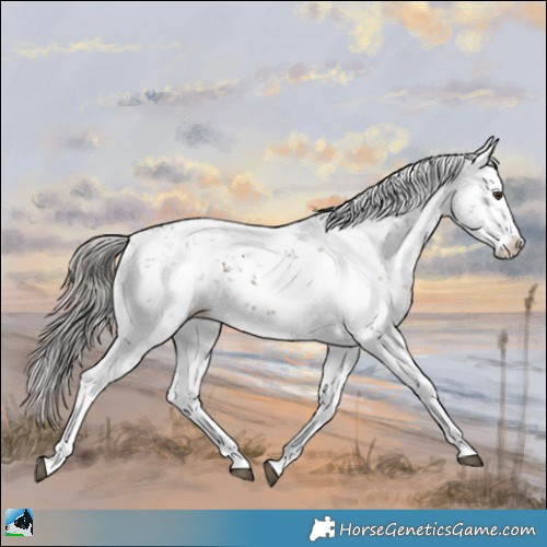 Horse Color:Liver Chestnut Mushroom Sabino Splash Rabicano 