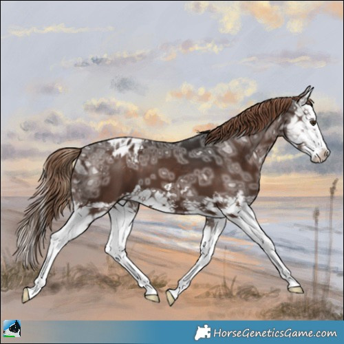 Horse Color:Liver Chestnut Ice Splash Appaloosa 