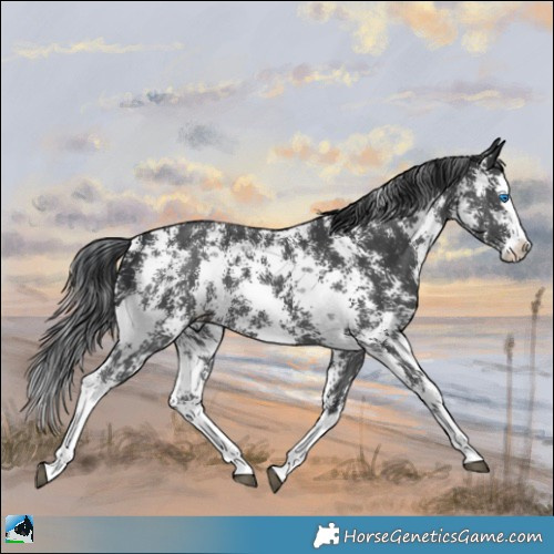Horse Color:Black Mushroom Sabino Splash 