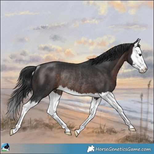 Horse Color:Brown Splash Rabicano 