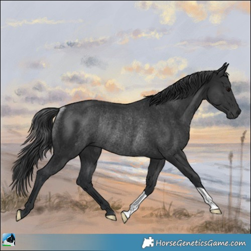 Horse Color:Black Rabicano 