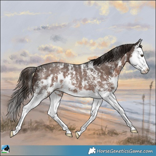 Horse Color:Liver Chestnut Sabino Splash 