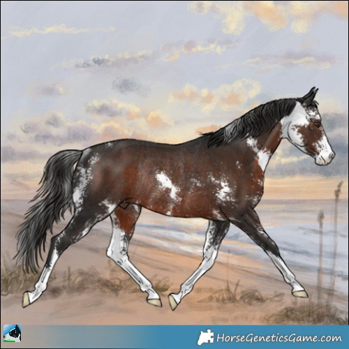 Horse Color:Liver Chestnut Sabino Rabicano 