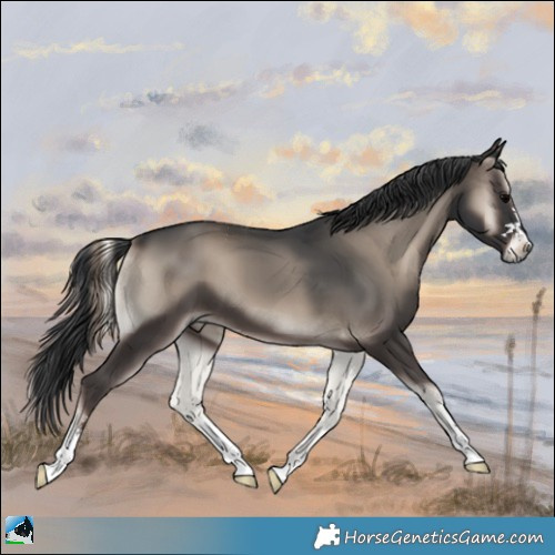 Horse Color:Blue Onyx 