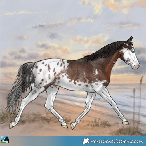 Horse Color:Liver Chestnut Sabino Splash Appaloosa Rabicano 