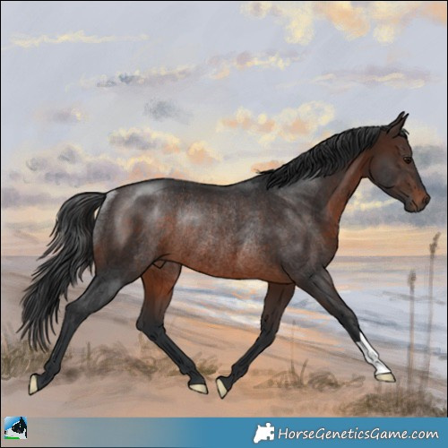 Horse Color:Brown Rabicano 