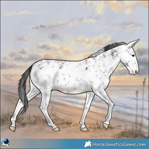 Horse Color:White Spotted Black Sabino Rabicano 