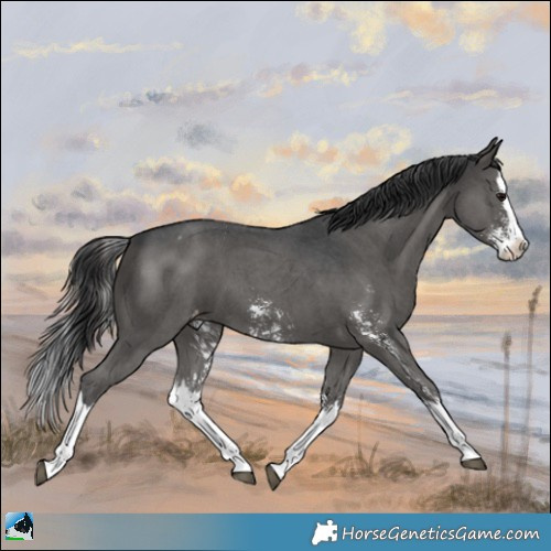 Horse Color:Black Sabino Splash Appaloosa 