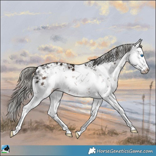Horse Color:White Spotted Liver Chestnut Mushroom Sabino Splash 