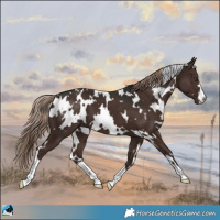 Horse Color:White Spotted Liver Chestnut 