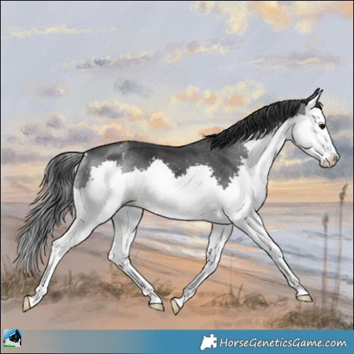 Horse Color:Black Splash Appaloosa 