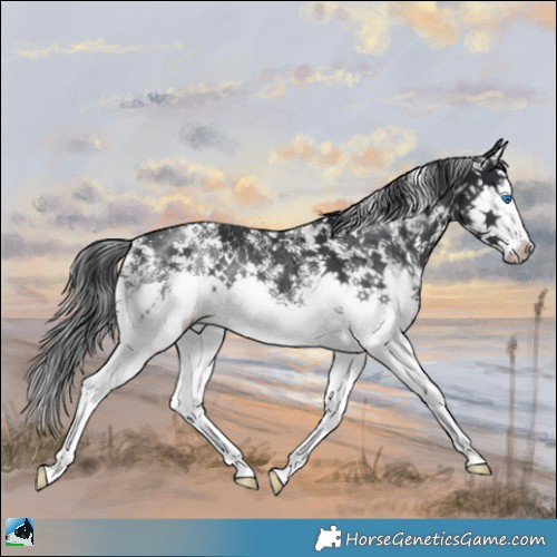 Horse Color:Black Sabino Splash Rabicano 