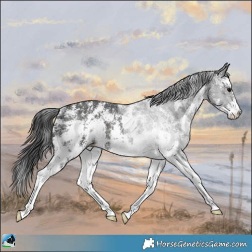 Horse Color:Black Sabino Appaloosa Rabicano 