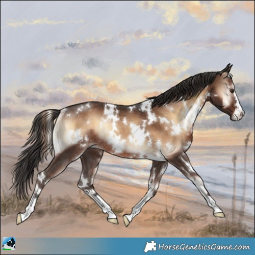 Horse Color:White Spotted Liver Red Onyx Rabicano 