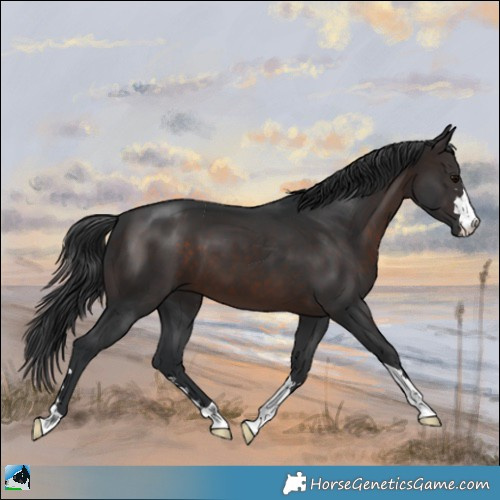 Horse Color:Brown 