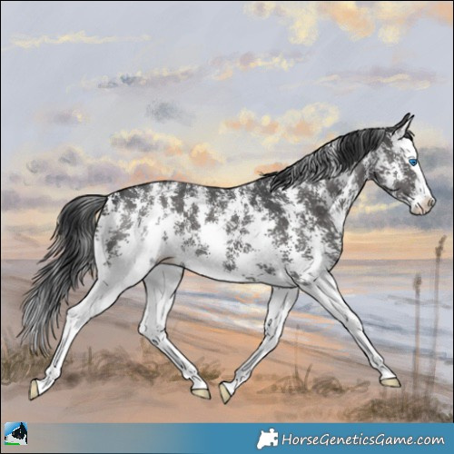 Horse Color:Black Mushroom Sabino Splash 