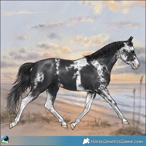 Horse Color:Black Mushroom Sabino 