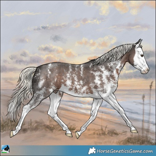 Horse Color:Liver Chestnut Mushroom Sabino Splash 