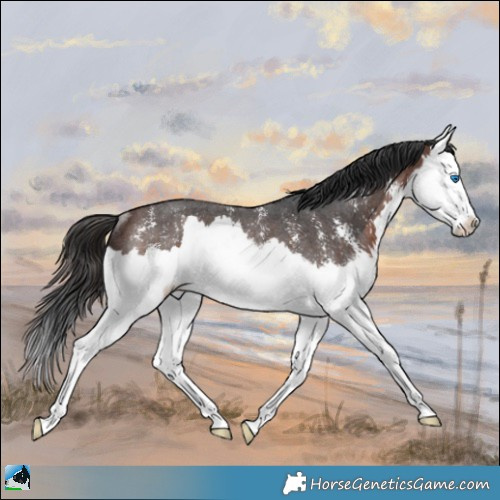 Horse Color:Brown Mushroom Sabino Splash Rabicano 