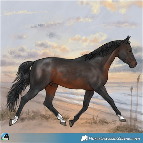 Horse Color:Brown 