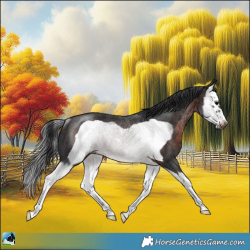 Horse Color:Brown Splash Frame Rabicano 