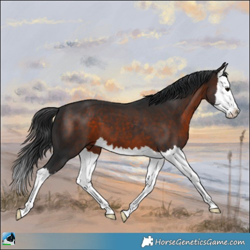 Horse Color:Brown Splash 