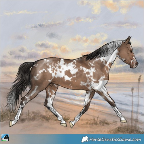 Horse Color:White Spotted Liver Red Dun 