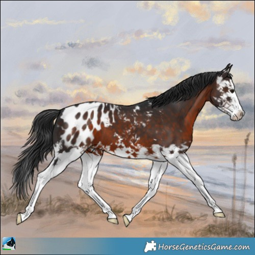 Horse Color:Brown Mushroom Splash Appaloosa 