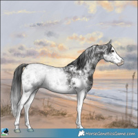 Horse Color:Black Mushroom Sabino Splash Varnish 