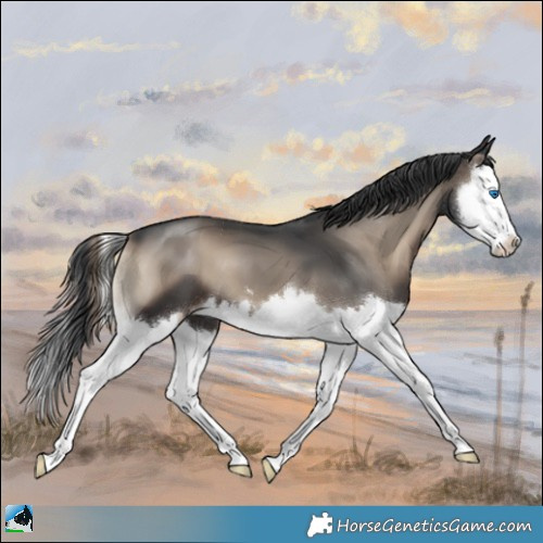 Horse Color:Blue Onyx Splash 