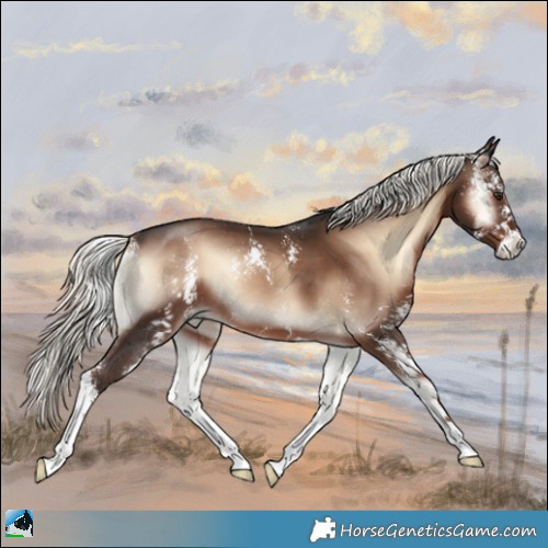 Horse Color:Liver Red Onyx Mushroom Sabino 