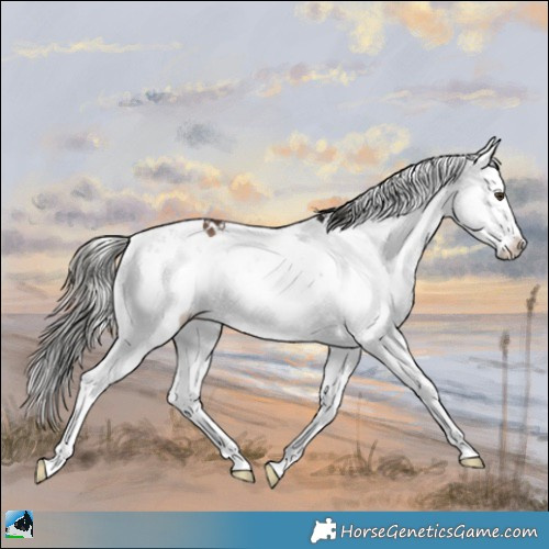 Horse Color:Liver Red Onyx Mushroom Sabino Splash 