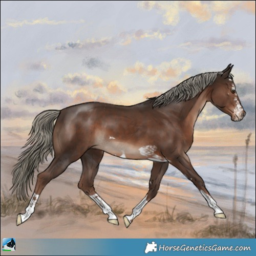Horse Color:Liver Chestnut Mushroom 