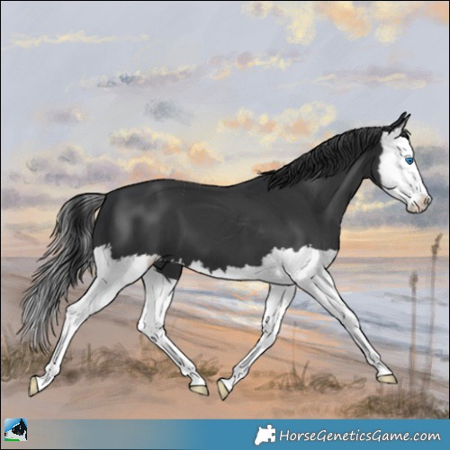 Horse Color:Black Splash 