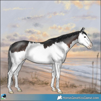 Horse Color:Brown Splash 