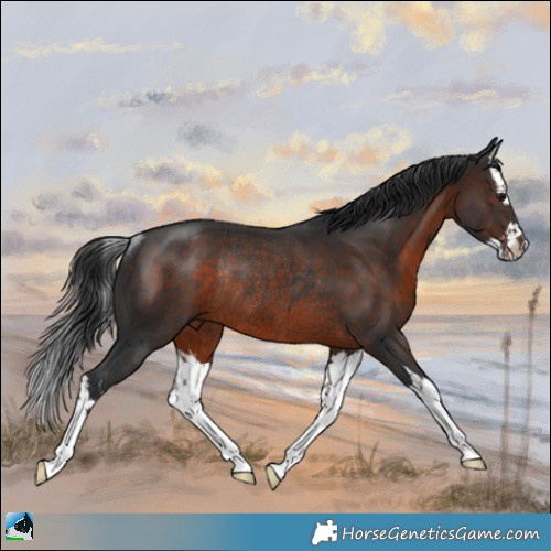 Horse Color:Brown Mushroom Splash Rabicano 