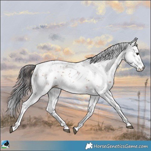 Horse Color:Brown Sabino 