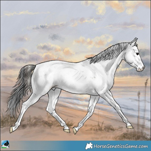 Horse Color:Blue Onyx Sabino Rabicano 