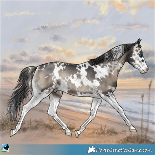 Horse Color:White Spotted Blue Onyx Splash Rabicano 
