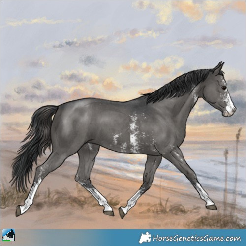 Horse Color:Black Sabino 