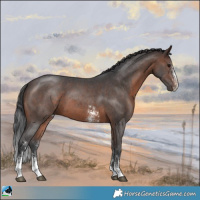 Horse Color:Brown Sabino