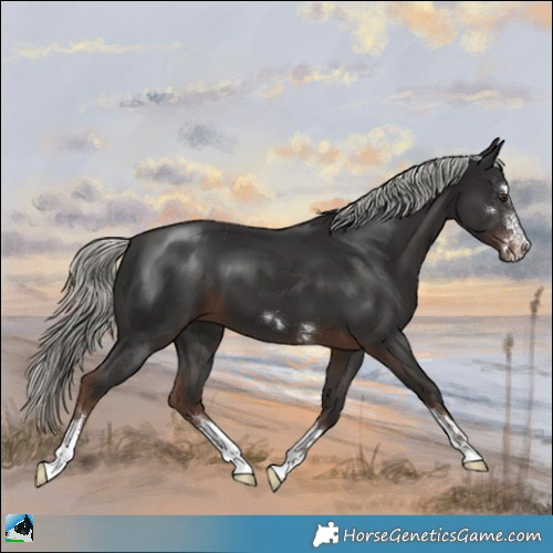 Horse Color:Liver Chestnut Mushroom 