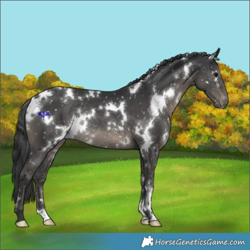 Horse Color:White Spotted Black Appaloosa Rabicano 