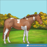 Horse Color:Chestnut Tobiano Varnish