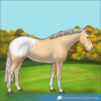Horse Color:Palomino Tobiano Snowcap